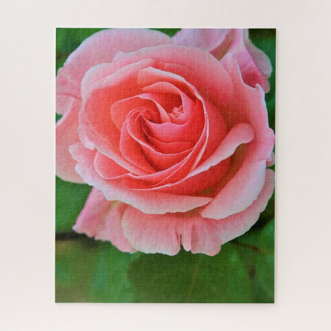 Single Large Pink Rose Up Close Jigsaw Puzzle (Vertical)