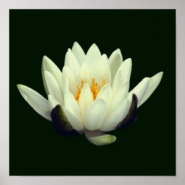 Single Lotus Blossom Poster (Front)