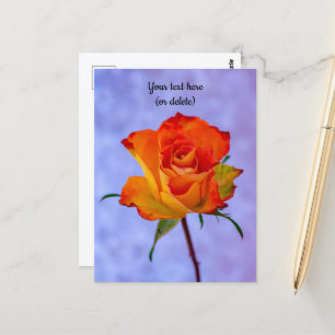 Single Orange and Yellow Rose Postcard