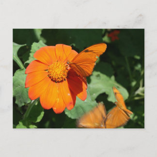 Single orange butterfly on a single orange flower postcard