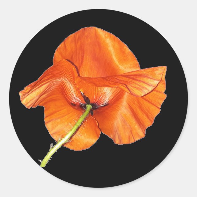 Single Orange Red Poppy with Green Steam 2 Classic Round Sticker (Front)