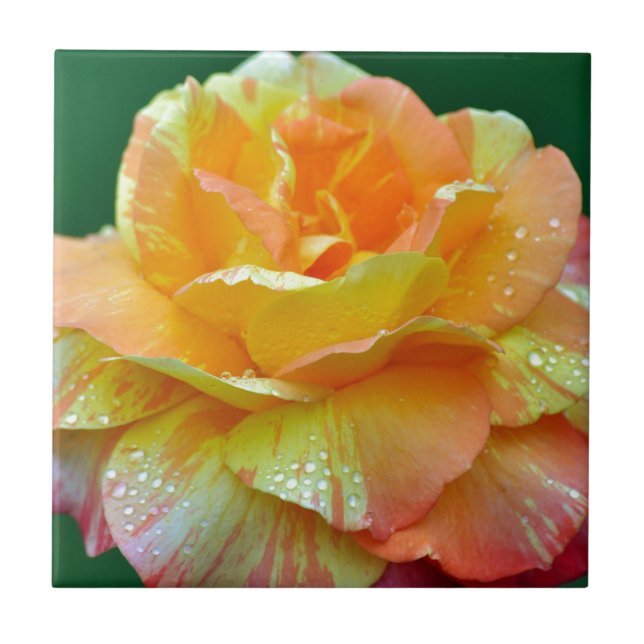 Single orange tea rose tile (Front)