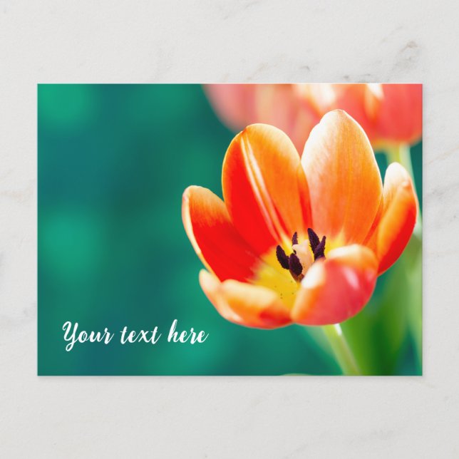 Single Orange Tulip Postcard (Front)