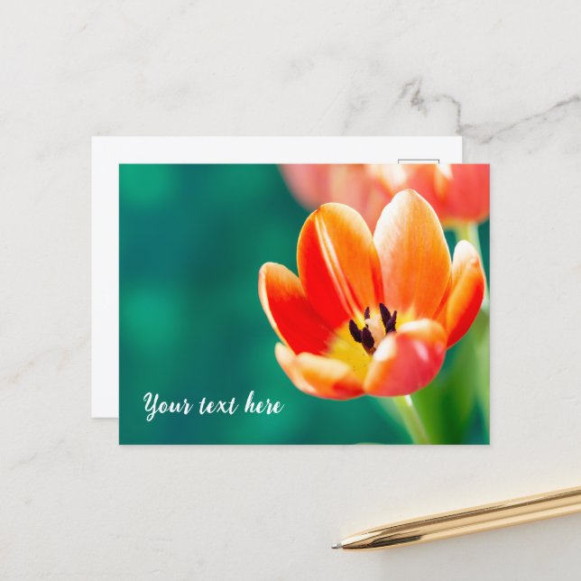 Single Orange Tulip Postcard (Front/Back In Situ)