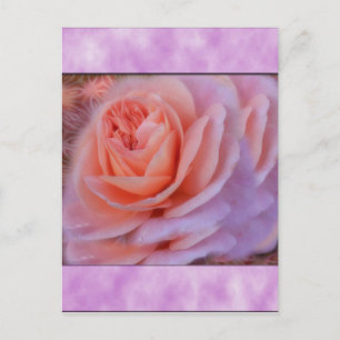 Single Peach Rose Postcard