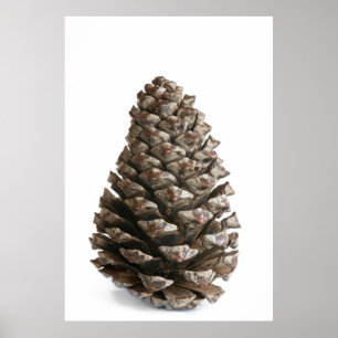 Single pinecone poster