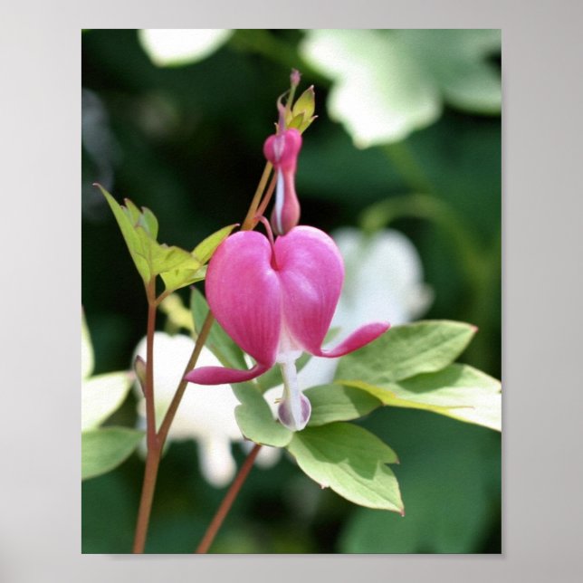 Single Pink Bleeding Heart Flower  Poster (Front)