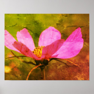 Single Pink Cosmos Flower Distressed Art Poster