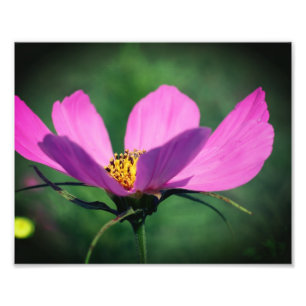 Single Pink Cosmos Flower In Bloom 8x10 Photo Print