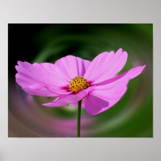 Single Pink Cosmos Wildflower  Poster (Front)