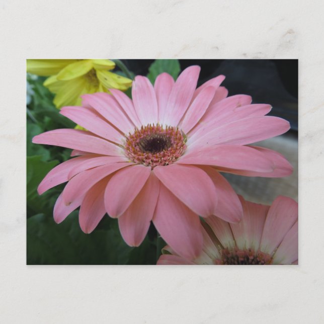 Single Pink Flower Postcard (Front)