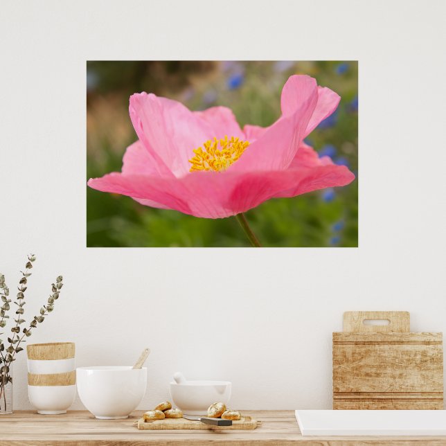 Single Pink Poppy Photograph Close-up Poster (Kitchen)