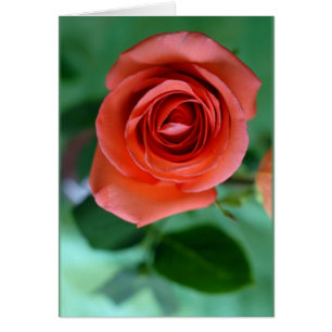 Single pink rose