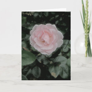 Single Pink Rose Anniversary Card