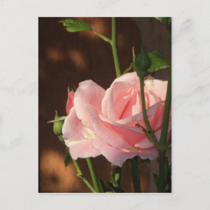 single pink rose in the afternoon postcard