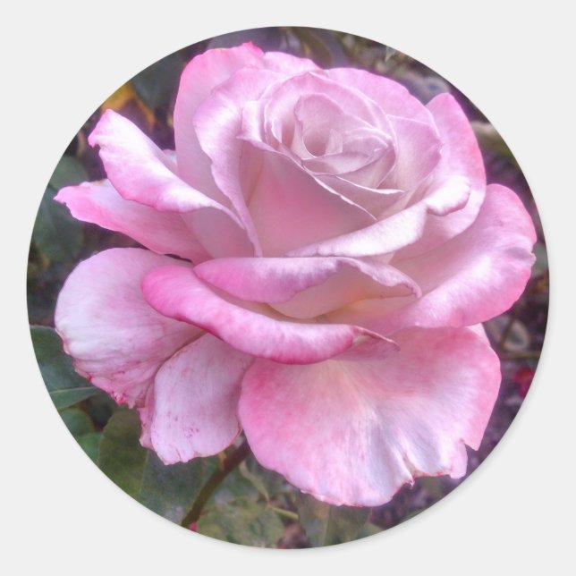 Single pink rose on a sticker (Front)