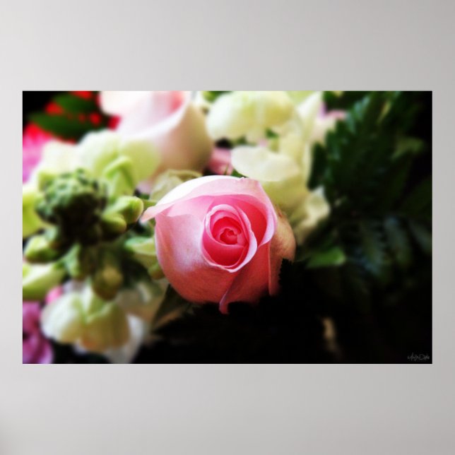 single pink rose photography print (Front)