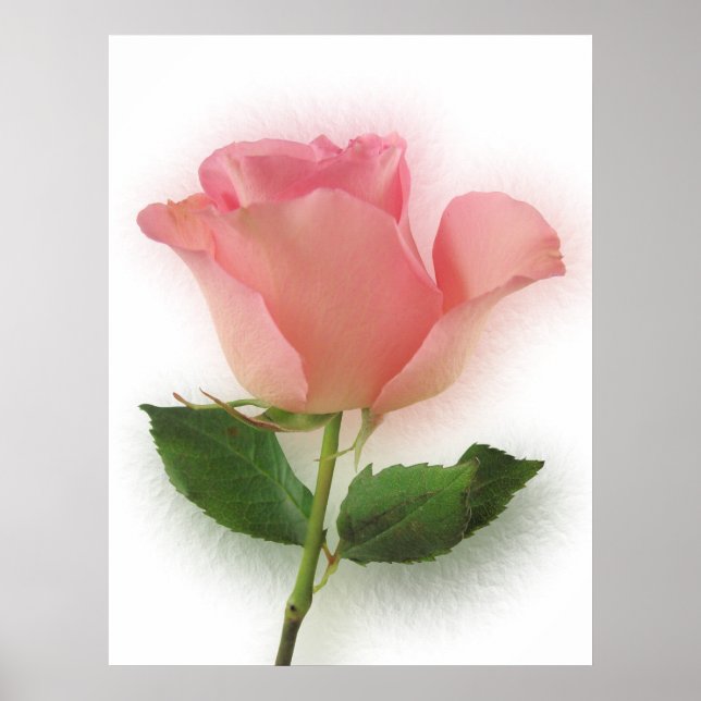 Single Pink Rose Poster (Front)