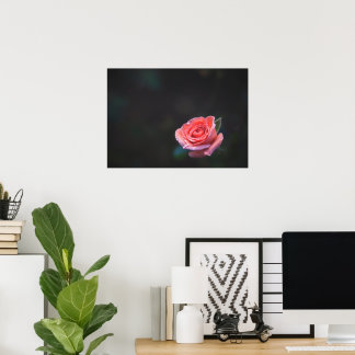 Single Pink Rose with Dew Poster