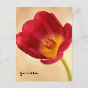 Single Pink Tulip Postcard
