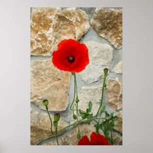 Single poppy flower and a stone wall behind it poster