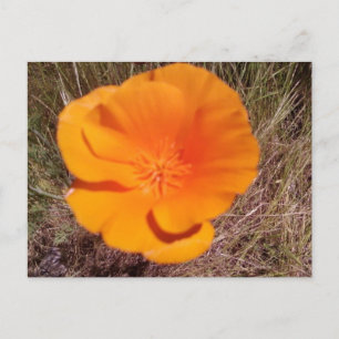 Single Poppy Postcard