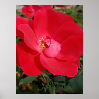 single primrose poster