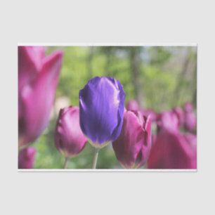 Single Purple Tulip Tissue Paper