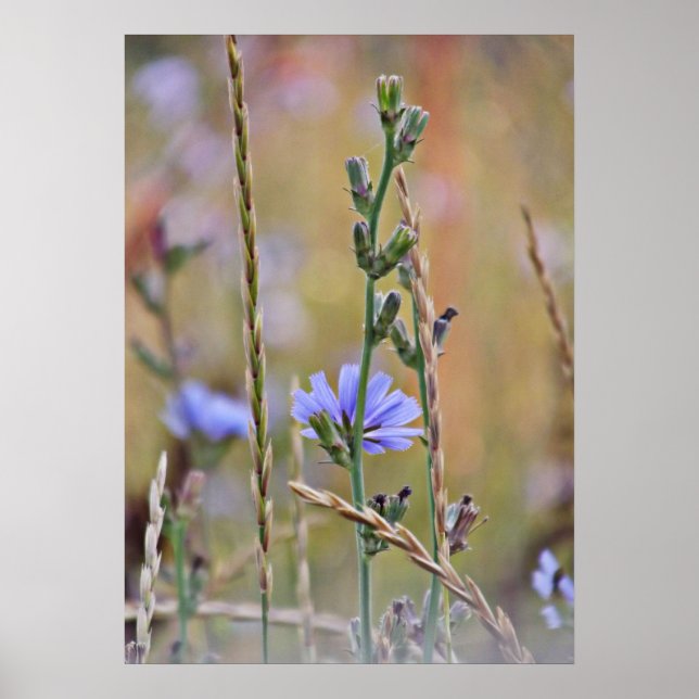 Single Purple Wildflower Poster (Front)