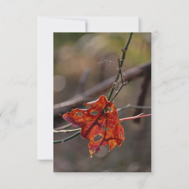 Single Red Leaf Thank You Card (Front)
