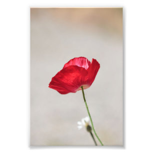 Single Red Poppy Flower in Summer Photo Print