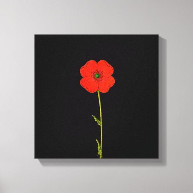 Single red poppy flower on canvas print (Front)