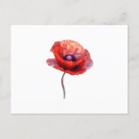 Single Red Poppy Flower