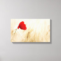 Single Red Poppy in a Grassy Field