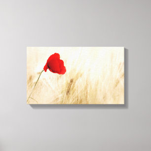 Single Red Poppy in a Grassy Field Canvas Print