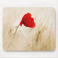 Single Red Poppy in a Grassy Field