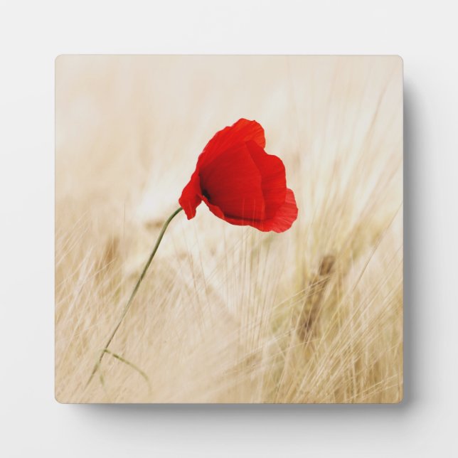Single Red Poppy in a Grassy Field Plaque (Front)