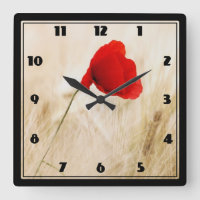 Single Red Poppy in a Grassy Field