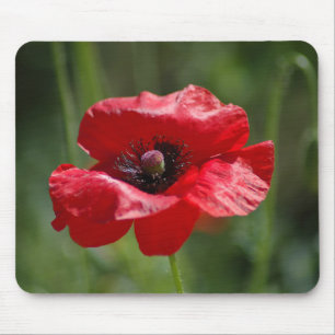 Single red poppy mouse pad