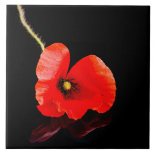 Single red poppy on black tile