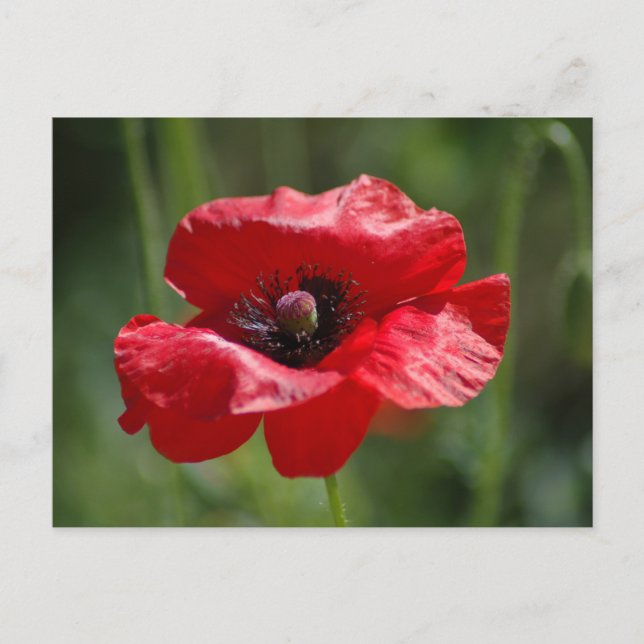 Single red poppy postcard (Front)