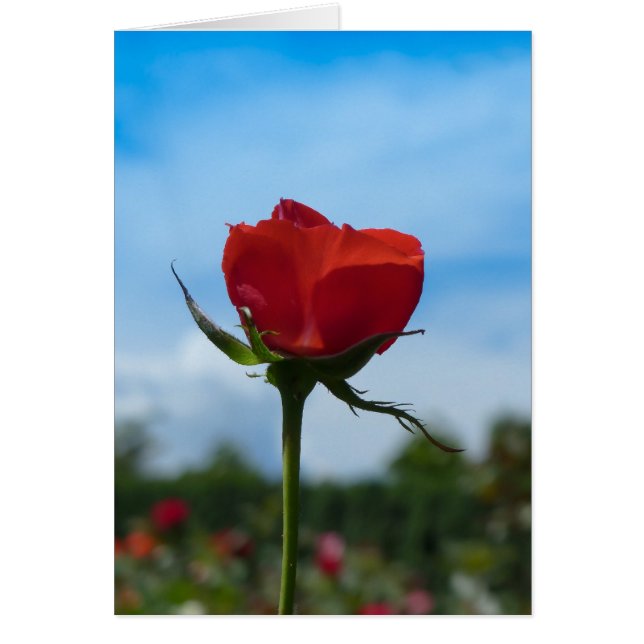 Single Red Rose and Blue Sky (Front)