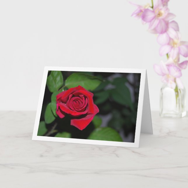 Single Red Rose and Green Leaves Card (Orchid)