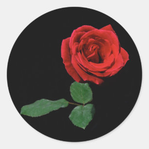 Single Red Rose Classic Round Sticker