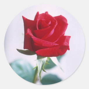 Single Red Rose Matching Stickers