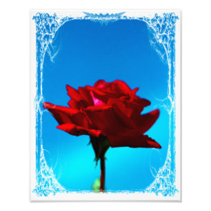 Single red rose photo print