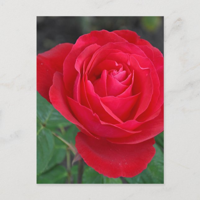 Single red rose postcard (Front)