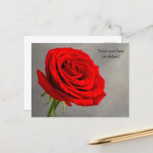 Single Red Rose Postcard