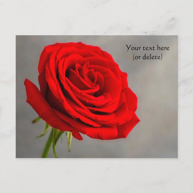 Single Red Rose Postcard (Front)