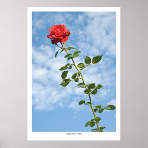 Single Red Rose Poster